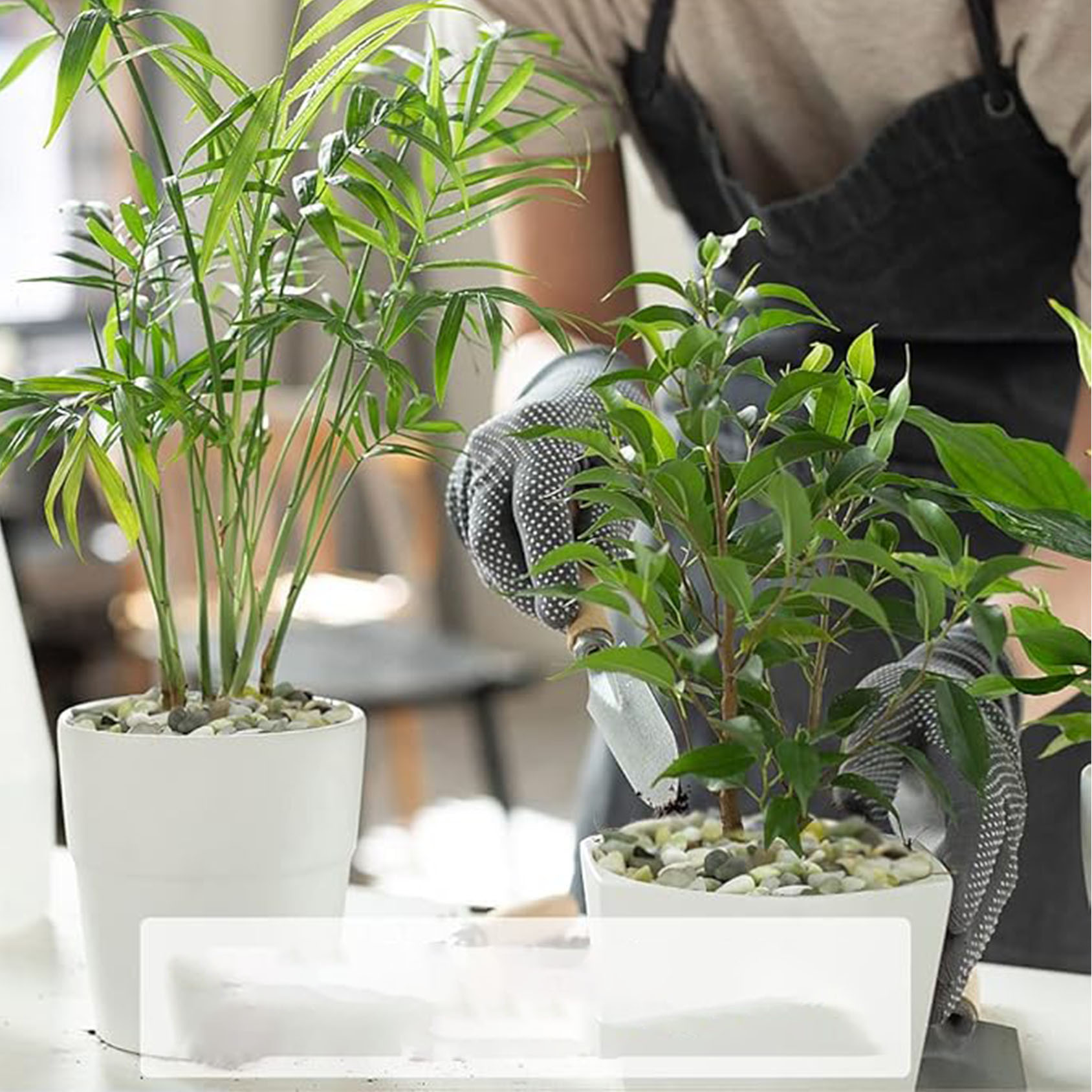 ก้อนกรวดฉ่ําและกระบองเพชร, หยก - Succulent Planter Pot บทวิจารณ์และราคา